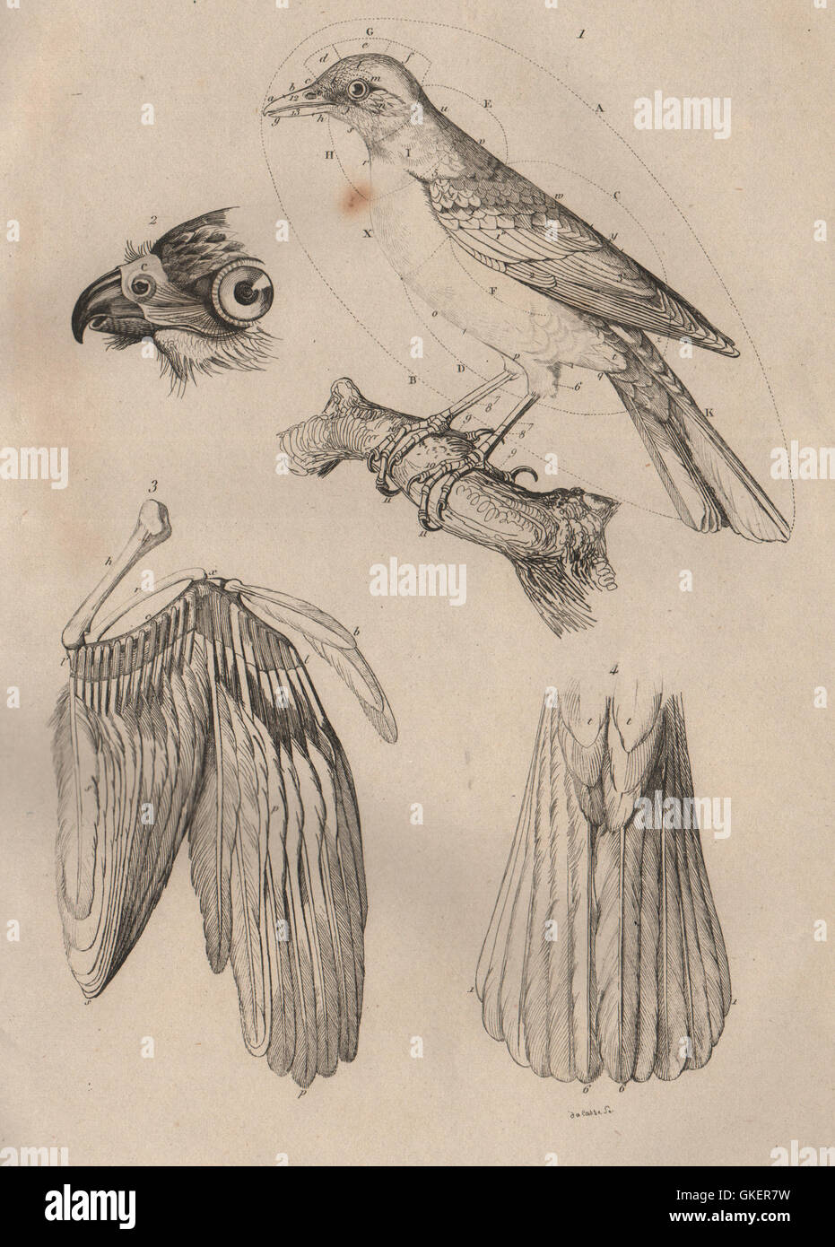 L'ANATOMIE DES OISEAUX : Oiseaux. Parties d'un oiseau, ancien 1834 Banque D'Images