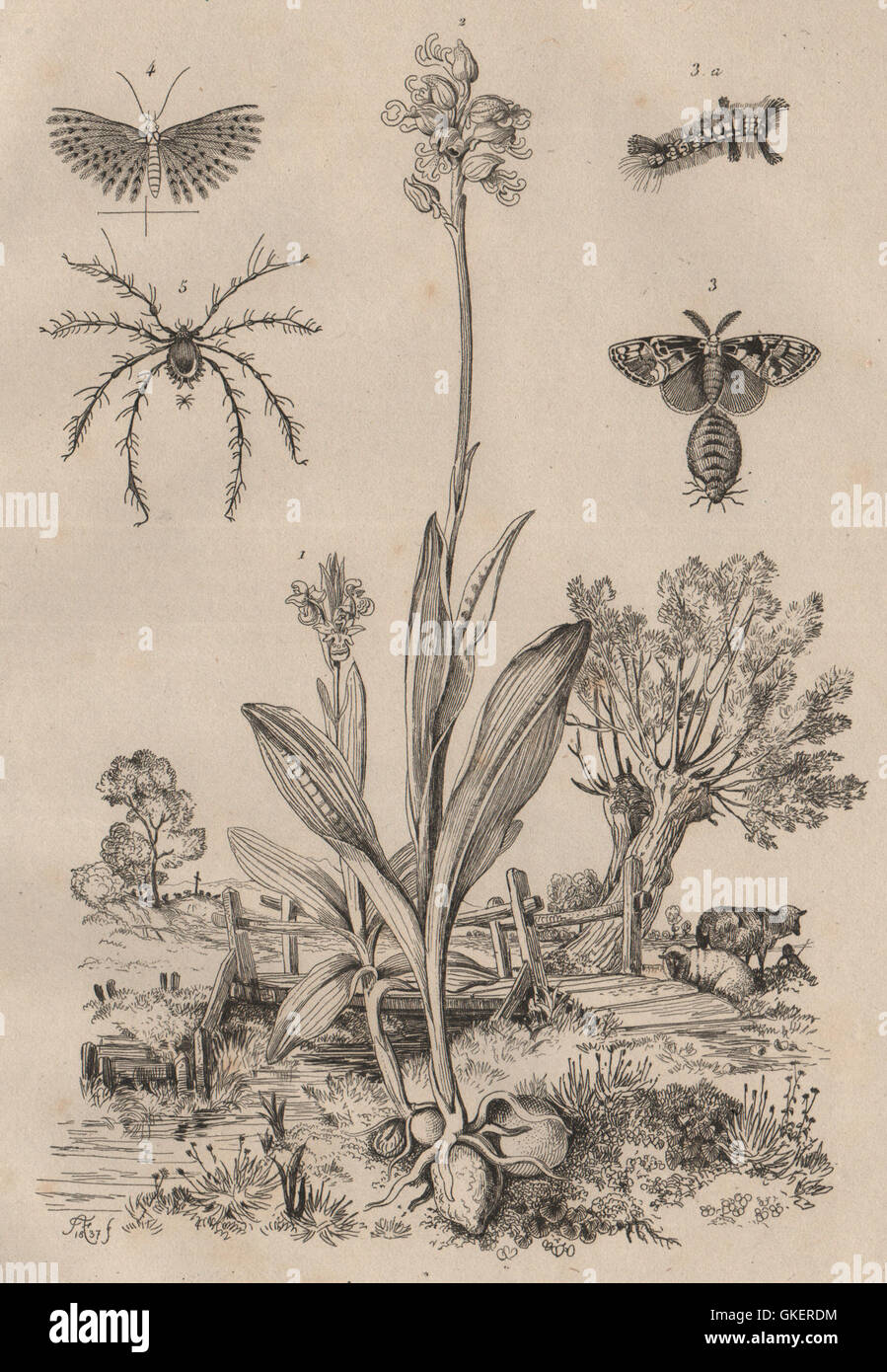 Orchidée Ophrys Houppes..Alucita/Vingt-plume Moth.Oribates/acariens Moss, 1834 Banque D'Images