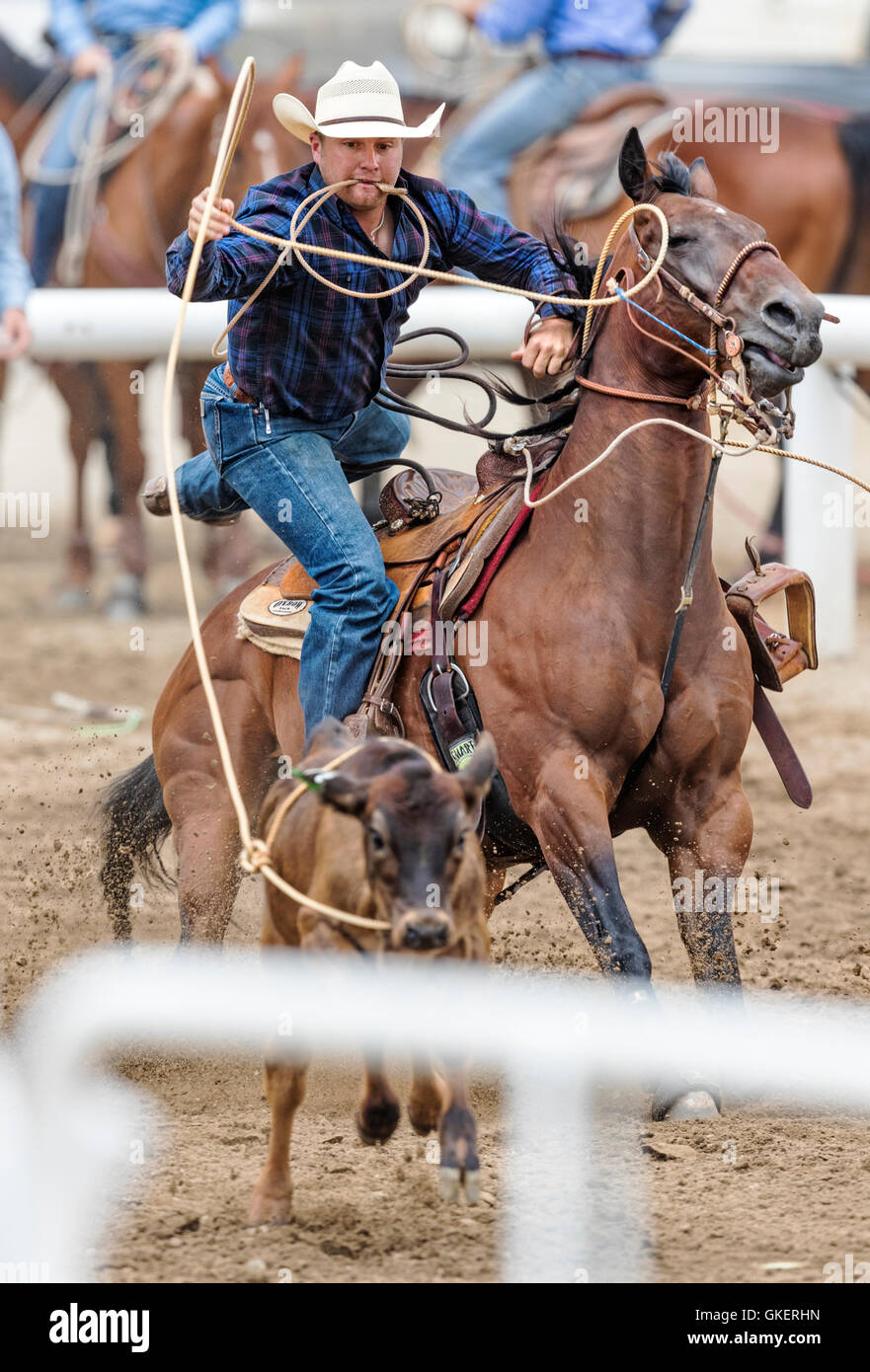 Rodeo Cowboy à cheval en compétition dans Calf roping, retenue ou événement au lasso, Chaffee County Fair & Rodeo, Salida, Colorado, USA Banque D'Images