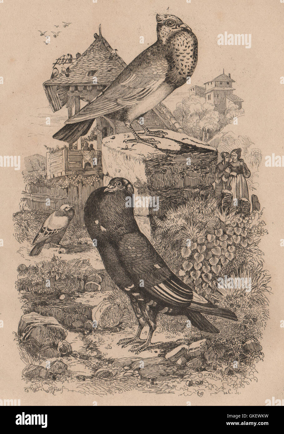 POUTER Pigeon PIGEONS : Cavalier faraud. Élégant Pigeon Lillois. Lille, 1834 Banque D'Images