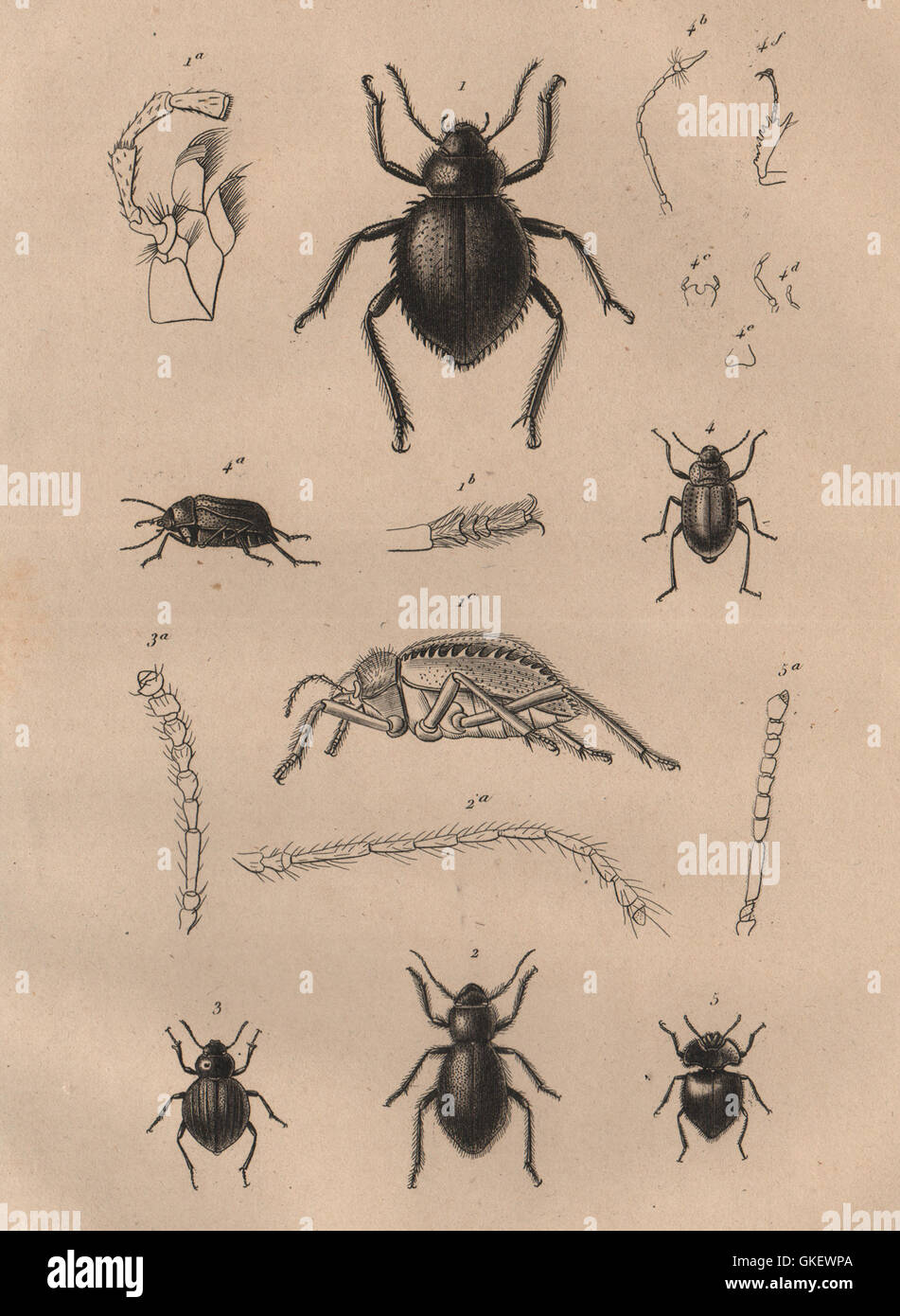 Insectes : Pimélies Pimelia - Darkling (coléoptères), antique print 1834 Banque D'Images