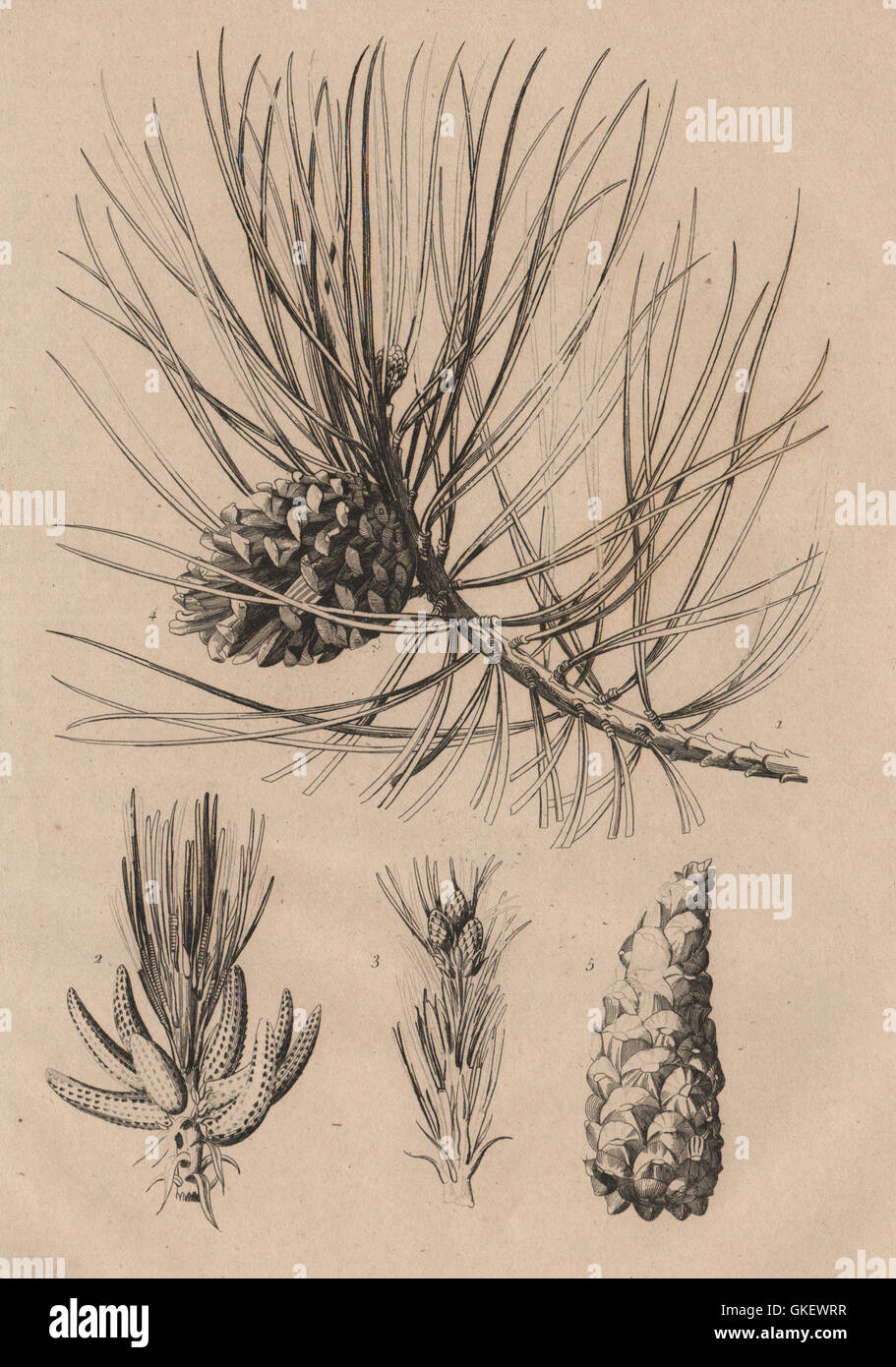 Arbres : pin laricio. Pinus nigra var. corsicana (pin noir de Corse), 1834 Banque D'Images