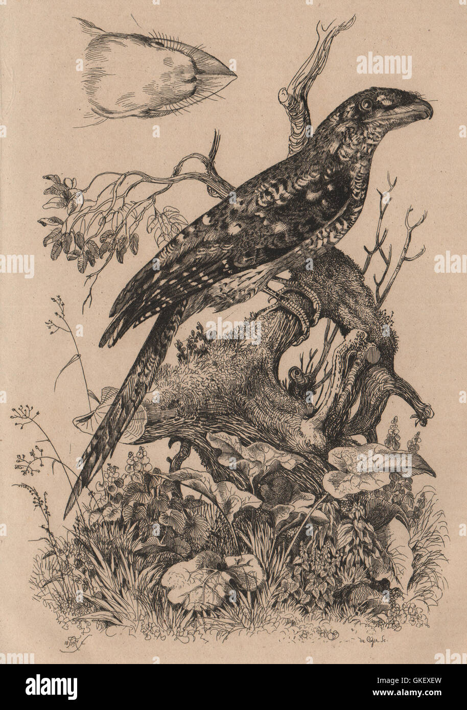 Les oiseaux : Podarge Papou papou (une grille supérieure), antique print 1834 Banque D'Images