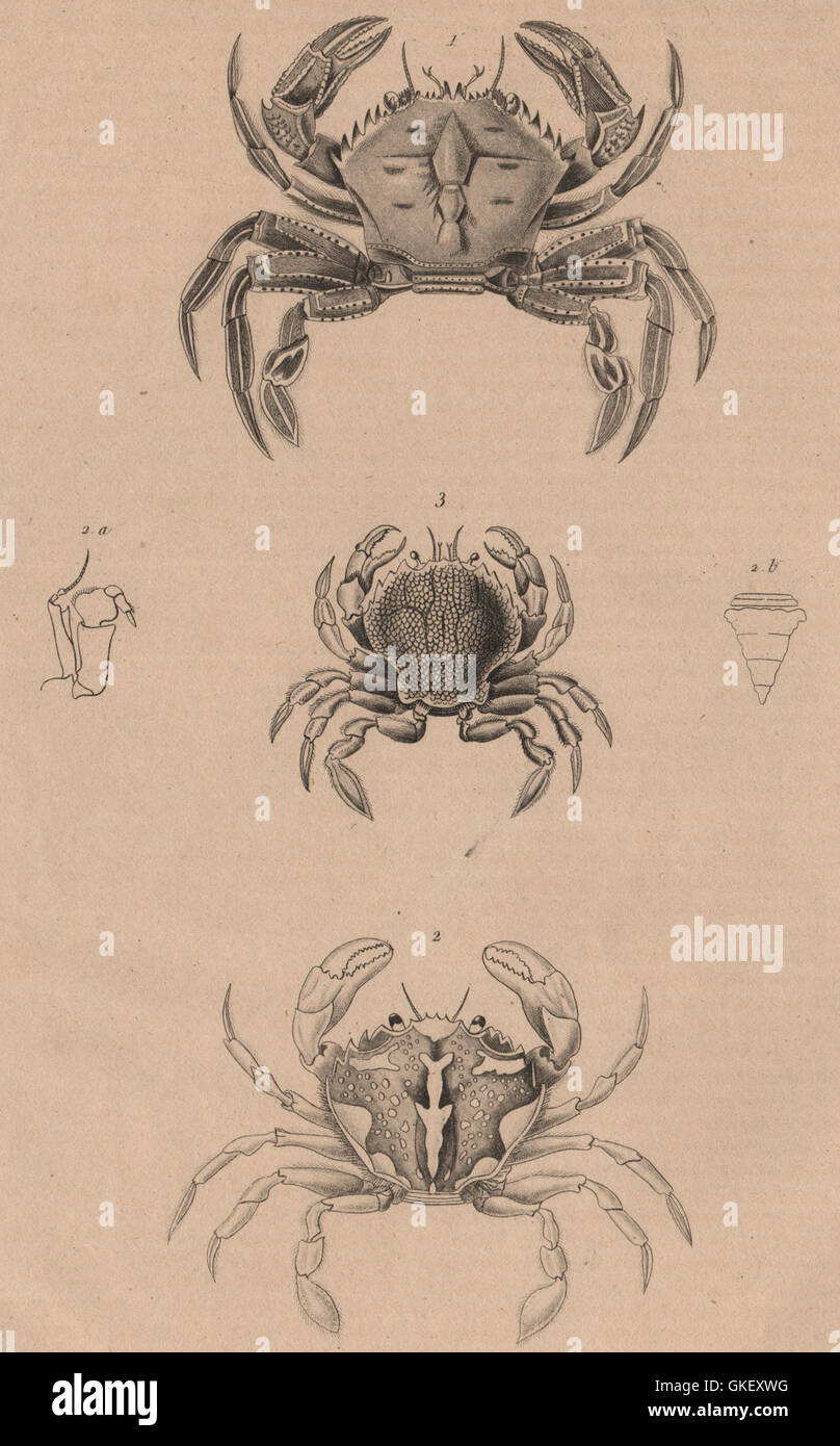 PORTUNUS : crabes crabe en velours. Piscine en marbre.crabe Charybdis variegata, 1834 Banque D'Images