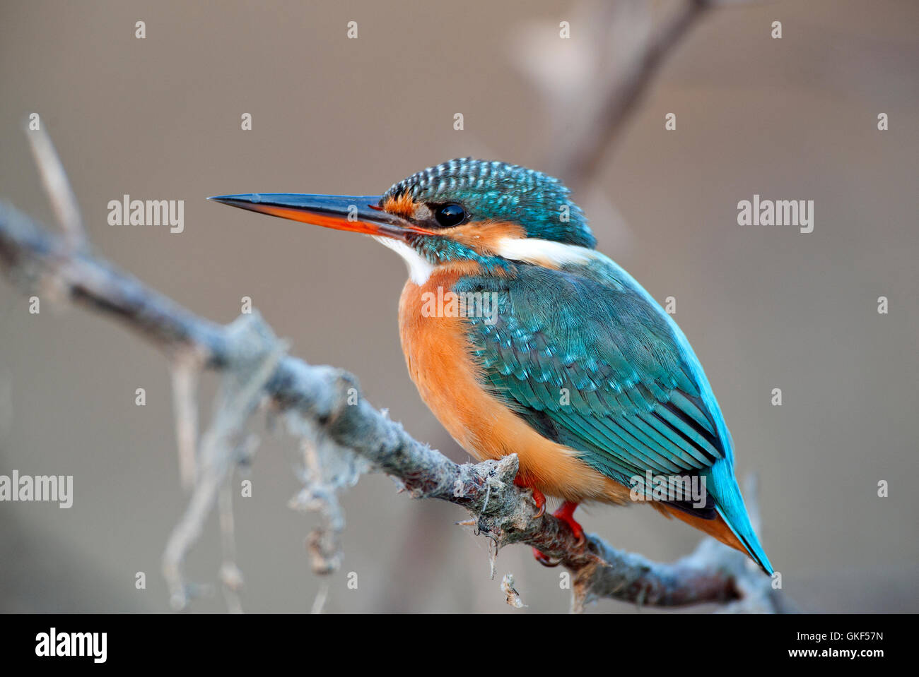 L'image de Petit Bleu Kingfisher Alcedo atthis), ( Keoladev national park, Bharatpur, Inde Banque D'Images
