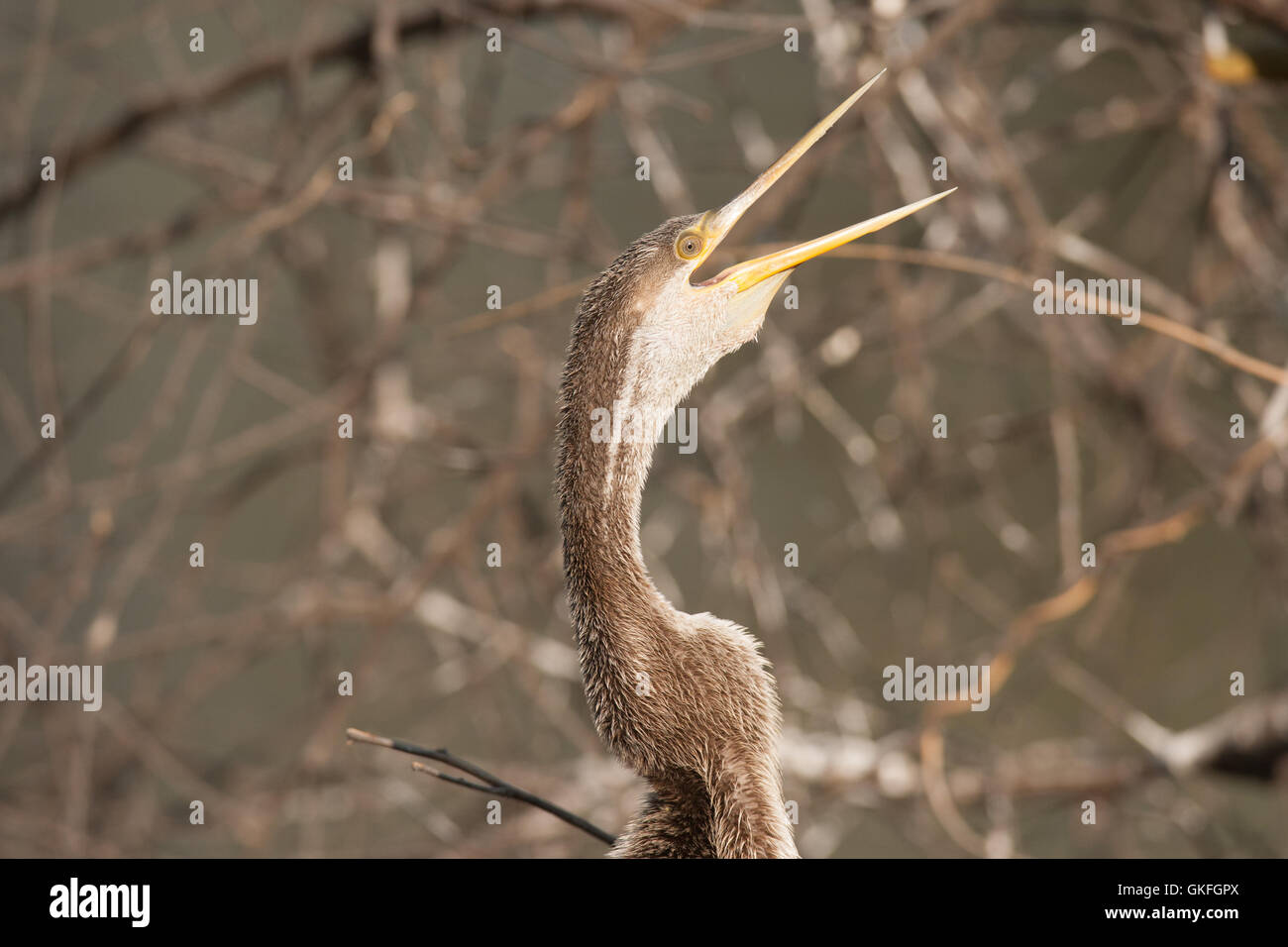 Le vert ou le serpent soleil oiseau lui-même au sanctuaire des oiseaux de Bharatpur Keoladeo dans Rajasthan Site du patrimoine mondial de l'UNESCO Banque D'Images