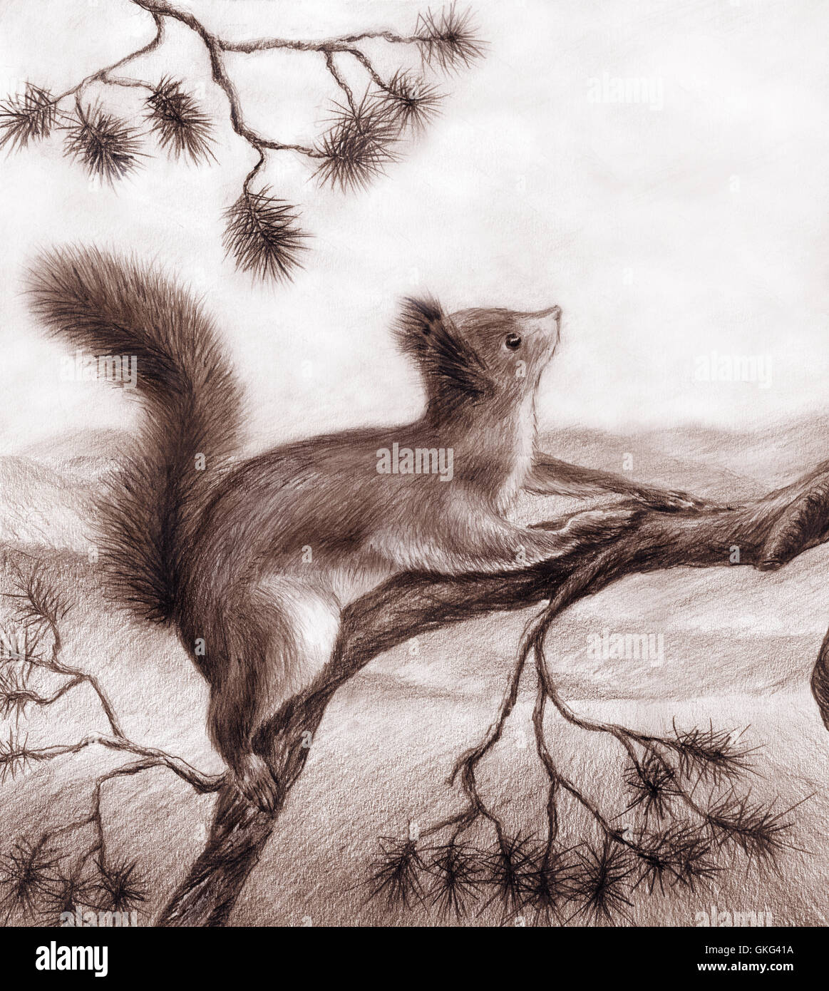 Dessin au crayon sur une branche de pin écureuil Banque D'Images