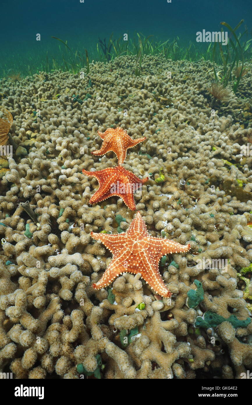 Coussin trois étoiles de mer sous-marins sur les doigts, des Caraïbes Banque D'Images