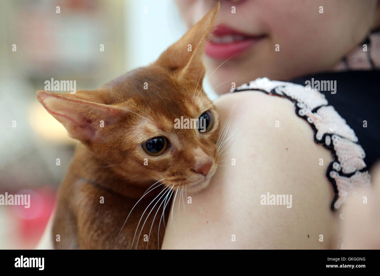 Shenyang Province De Liaoning En Chine e Aout 16 Un Chat Est Considere Sur Une Exposition Chat De Compagnie A Shenyang Liaoning Province Du Nord Est De La Chine Aout 16 Credit