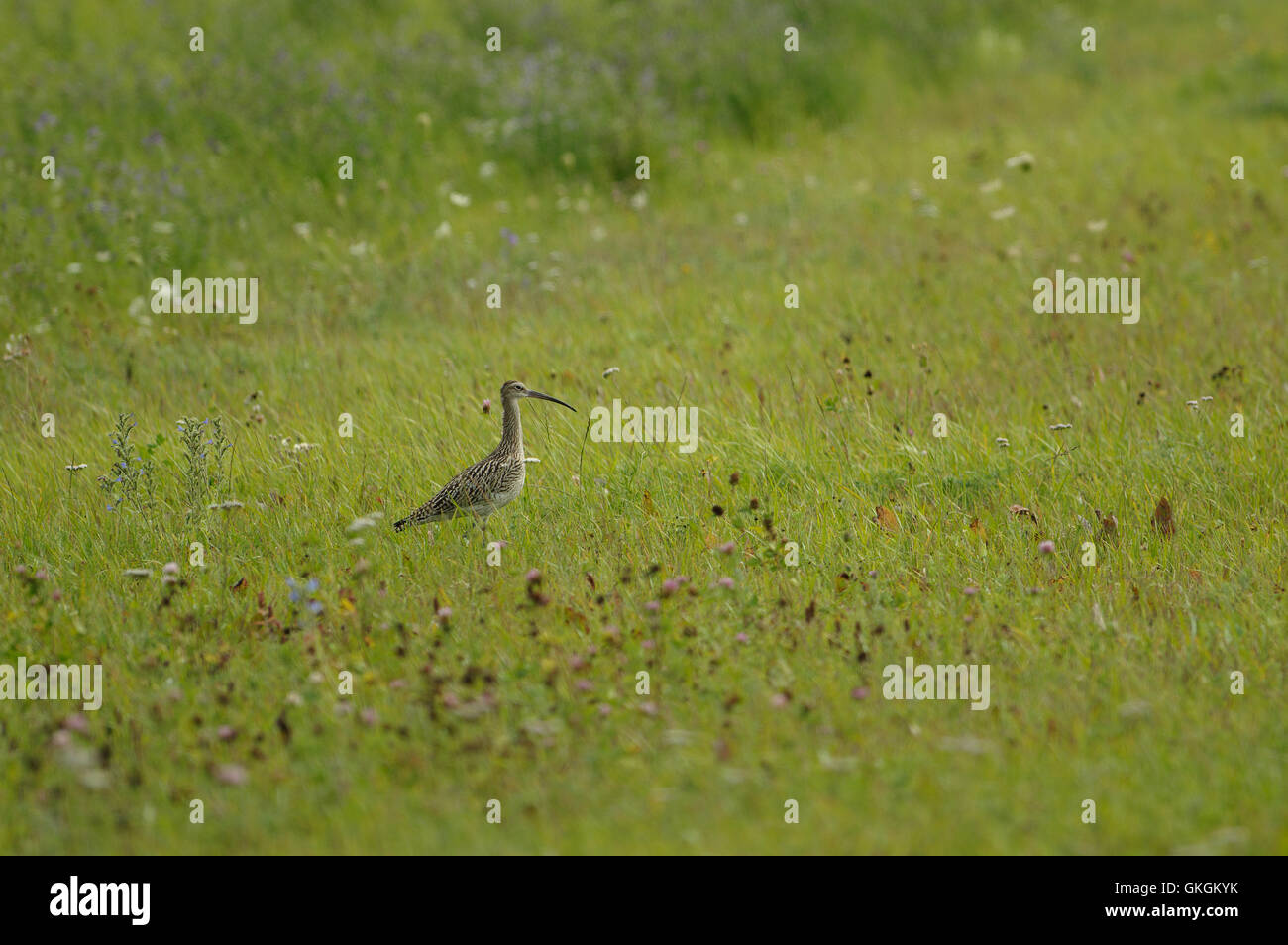 Courlis cendré (Numenius arquata) près de Mihkli village de Pärnu, Estonie Comté Banque D'Images
