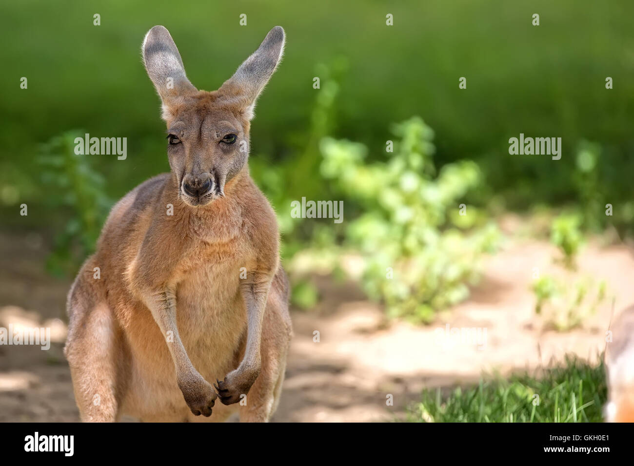 Kangaroo dans la nature, un portrait Banque D'Images Kangaroo dans la nature, un portrait Banque D'Images