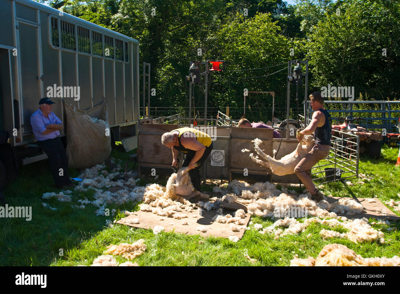 Tonte de moutons à Llanthony afficher près de Abergavenny Monmouthshire South Wales UK Banque D'Images