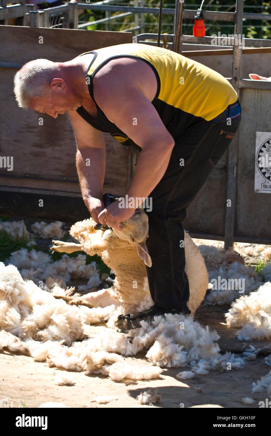 Tonte de moutons à Llanthony afficher près de Abergavenny Monmouthshire South Wales UK Banque D'Images
