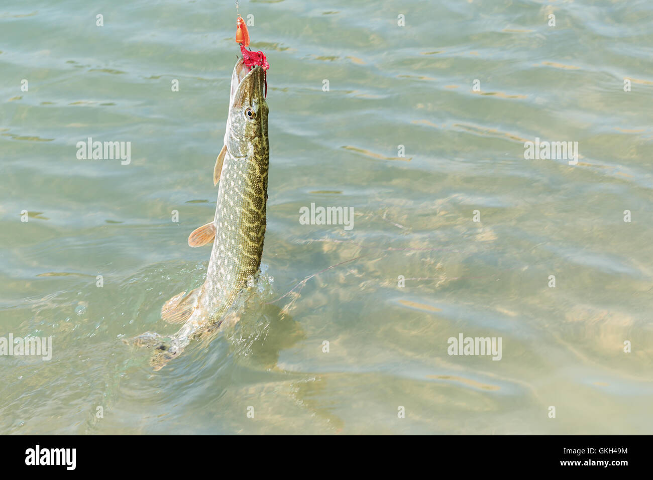 Le grand brochet Esox lucius accroché par un leurre de pêche au cours de cast Banque D'Images