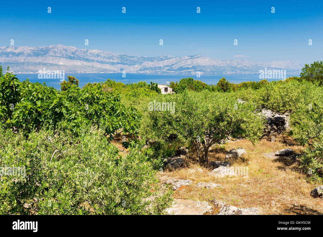 Île de Brac. Croatie. Campagne avec culture de l'olivier et petite maison. Europe. Banque D'Images
