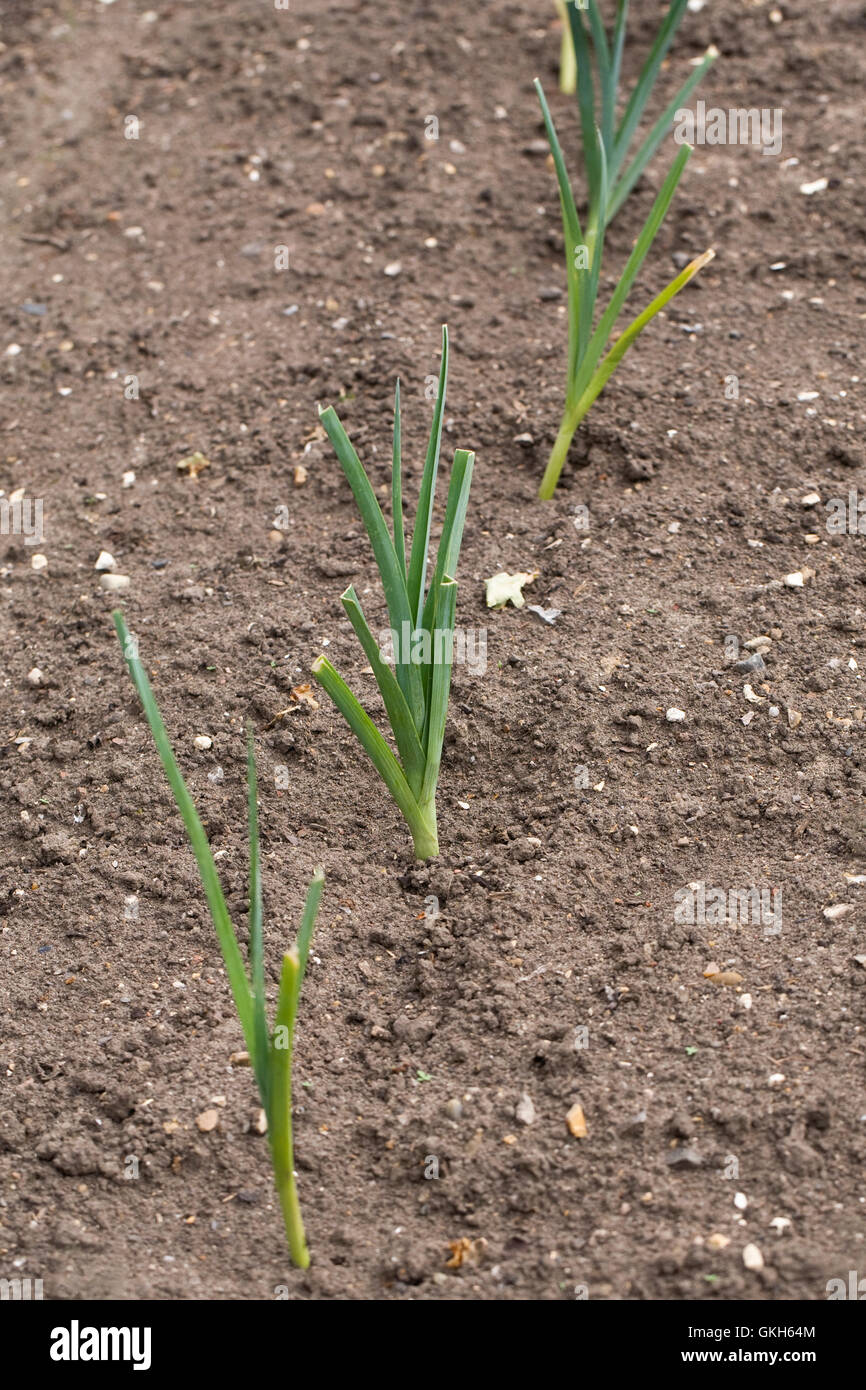 Une saucisse végétarienne traditionnelle galloise. Poireaux dans le potager. Banque D'Images