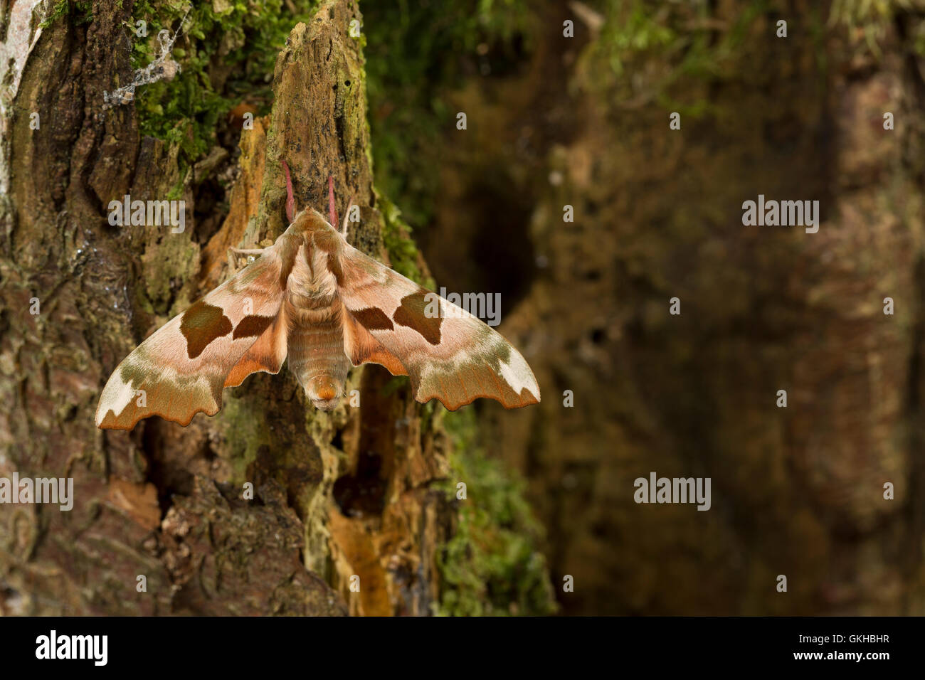 Lindenschwärmer Linden-Schwärmer, Mimas tiliae, lime, Hawk-moth, le sphinx du tilleul, Schwärmer, Sphingidae, hawkmoths, hawk mo Banque D'Images