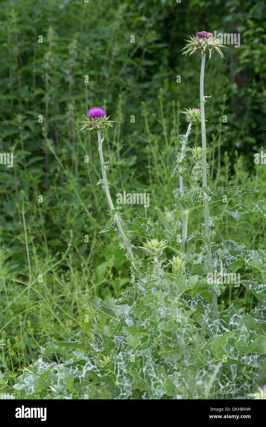 Mariendistel, Christi Krone, Donnerdistel Fieberdistel Frauendistel,,, Silybum marianum, syn. Carduus marianus, chardon de lait, Ma Banque D'Images