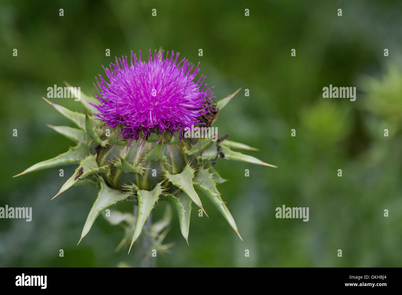 Mariendistel, Christi Krone, Donnerdistel Fieberdistel Frauendistel,,, Silybum marianum, syn. Carduus marianus, chardon de lait, Ma Banque D'Images
