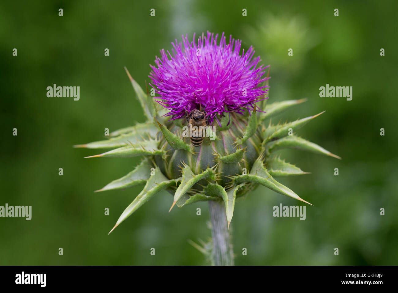 Mariendistel, Christi Krone, Donnerdistel Fieberdistel Frauendistel,,, Silybum marianum, syn. Carduus marianus, chardon de lait, Ma Banque D'Images