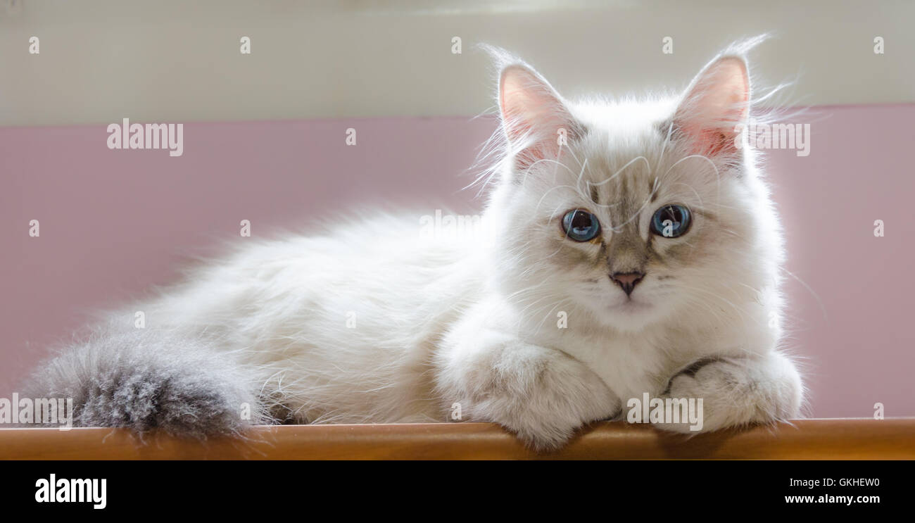 Un Petit Chiot Chat Siberien Blanc Pres De La Fenetre Photo Stock Alamy Un Petit Chiot Chat Siberien Blanc Pres De La Fenetre Photo Stock Alamy