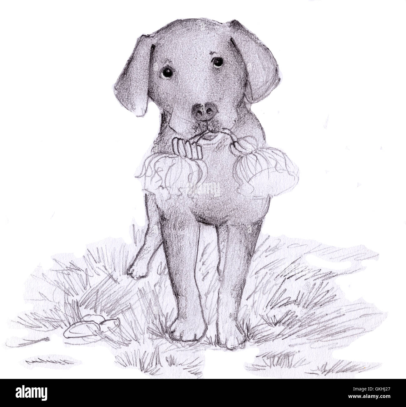 Croquis au crayon chien noir et blanc Banque D'Images