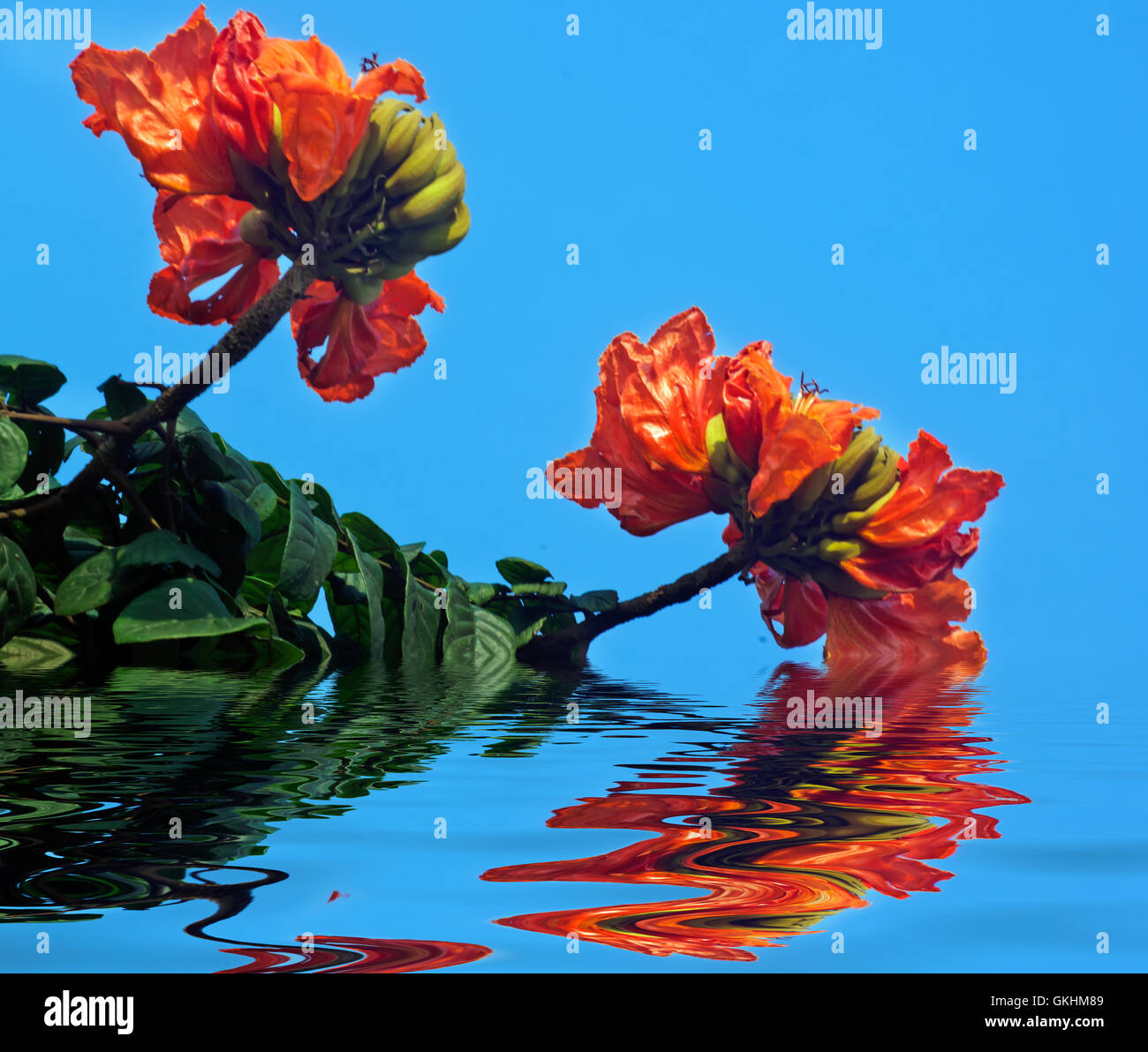 Spathodea campanulata Banque D'Images