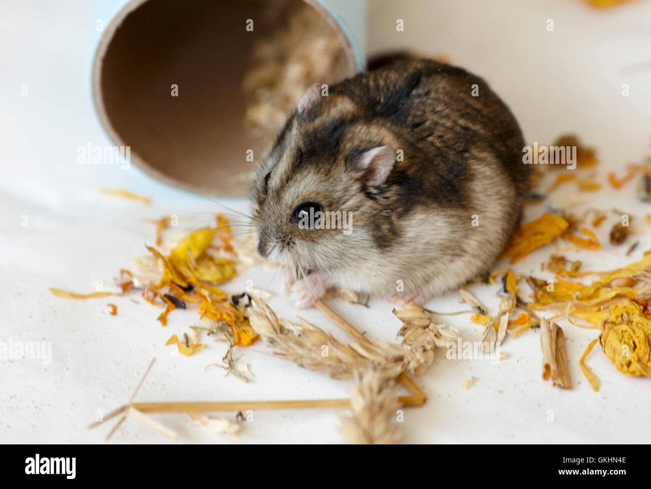 Hamster nain de Russie Banque D'Images