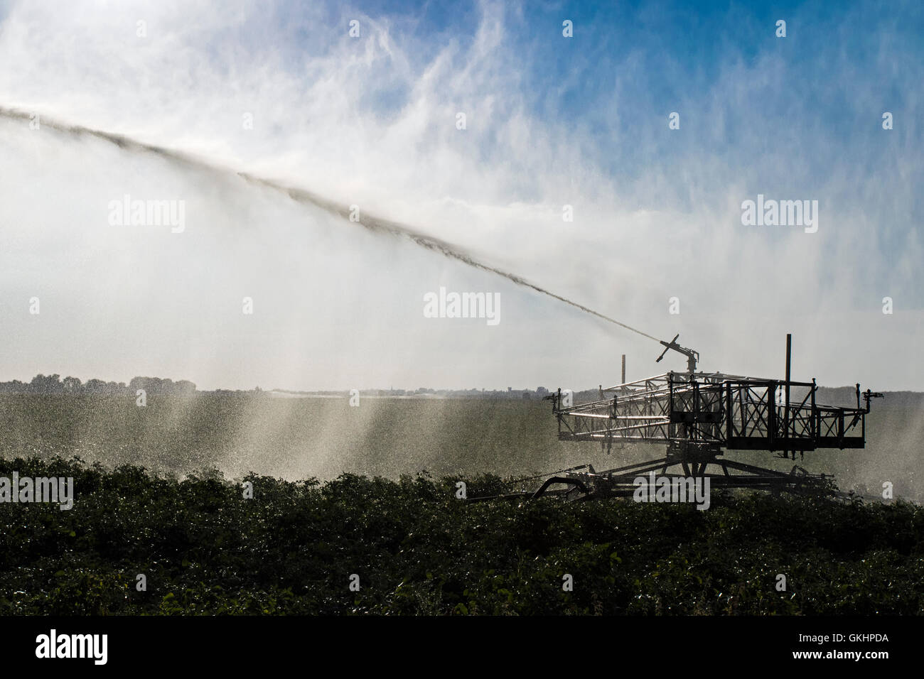 L'irrigation des cultures pendant le temps chaud, Cambridgeshire, Angleterre Banque D'Images