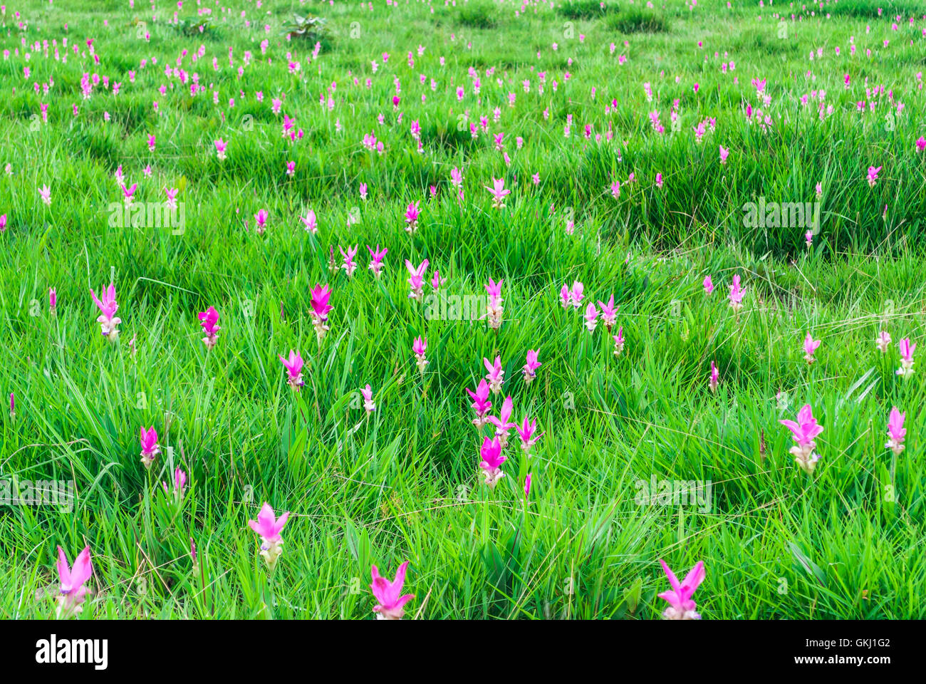 Siam Tulip rose Blooming Meadow Banque D'Images