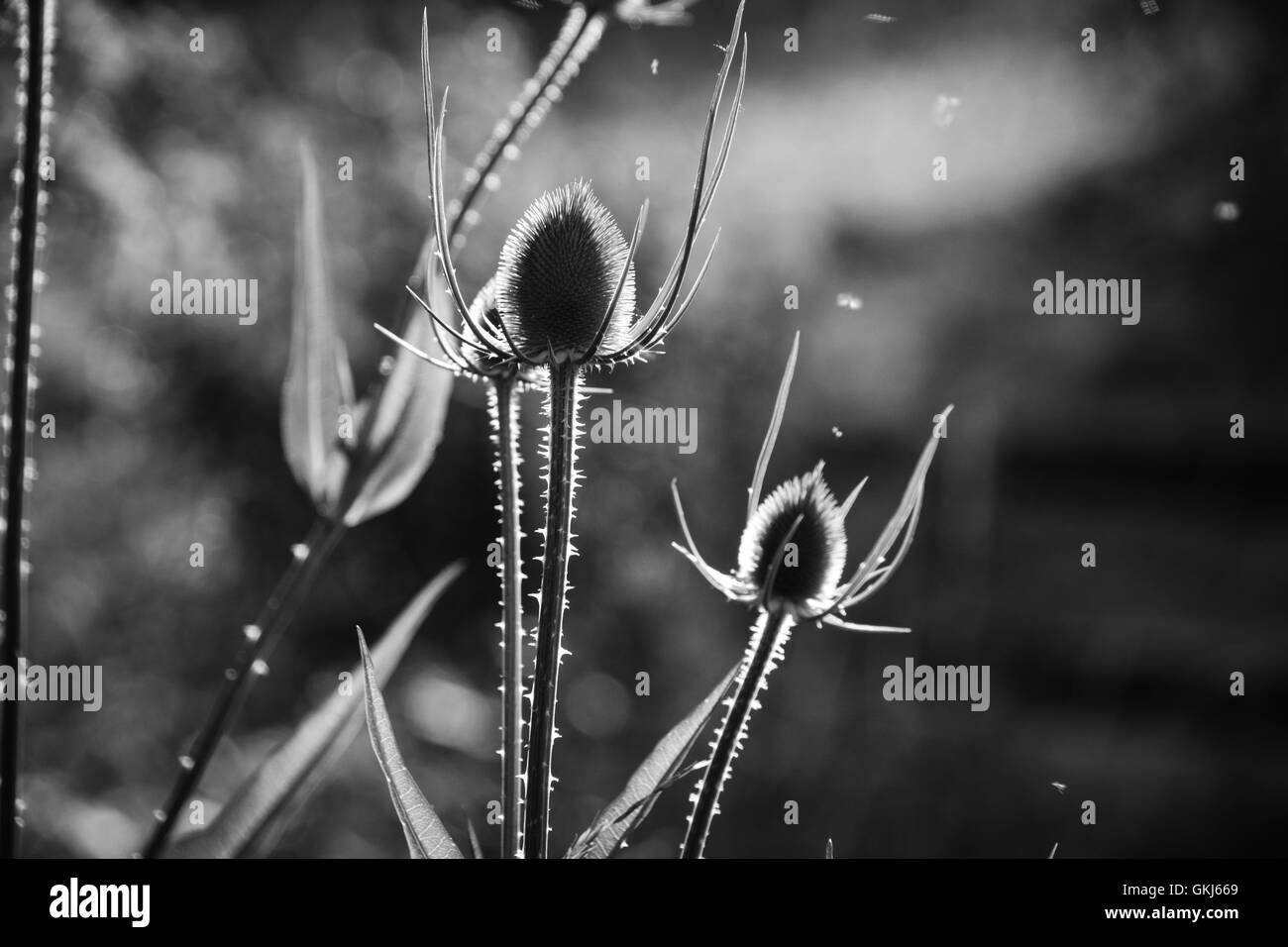 Cardère graine conduit près de silhouette avec des insectes en vol Banque D'Images