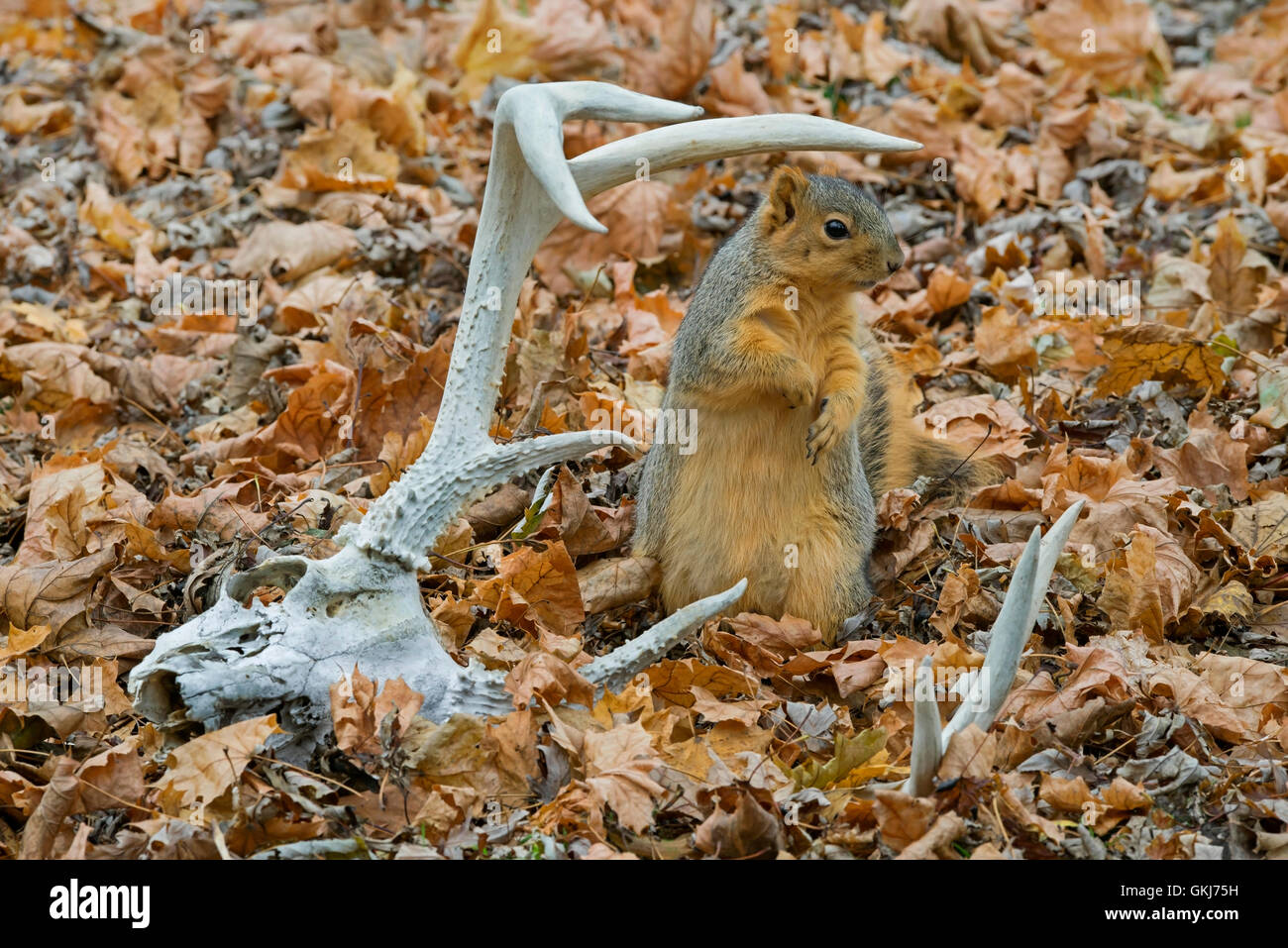 Fox est l'Écureuil roux (Sciurus niger) le sol de la forêt, et le cerf de Virginie Cerf et du crâne, Automne, E Amérique du Nord Banque D'Images