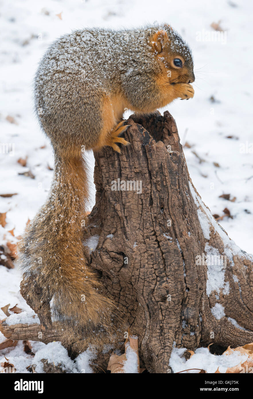 Écureuil de renard de l'est (Sciurus niger) adulte perché sur une souche d'arbre mangeant, hiver, est de l'Amérique du Nord, par Skip Moody/Dembinsky photo Assoc Banque D'Images