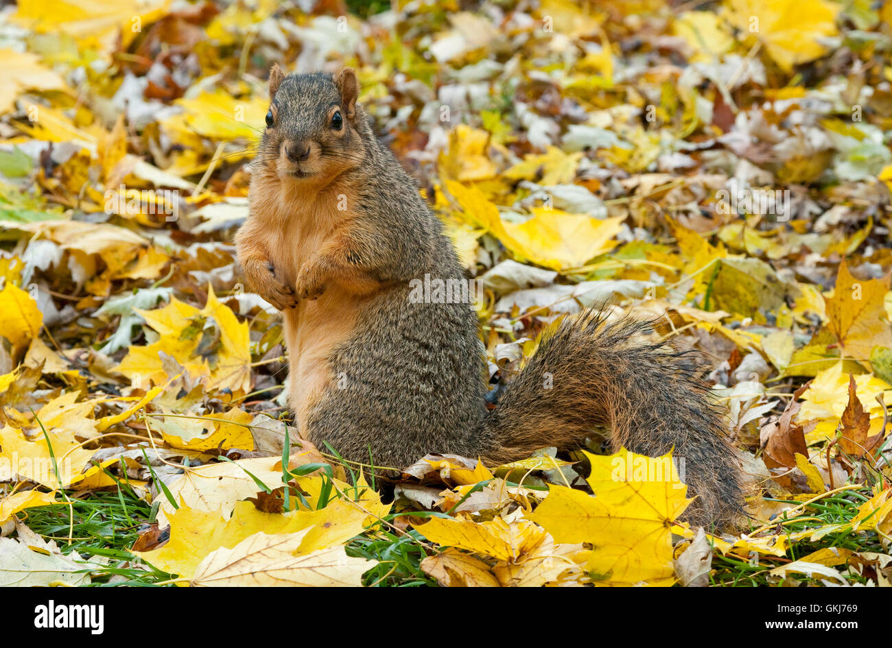 Fox est l'Écureuil roux (Sciurus niger) le sol de la forêt, à la recherche de nourriture, l'automne, en Amérique du Nord E Banque D'Images