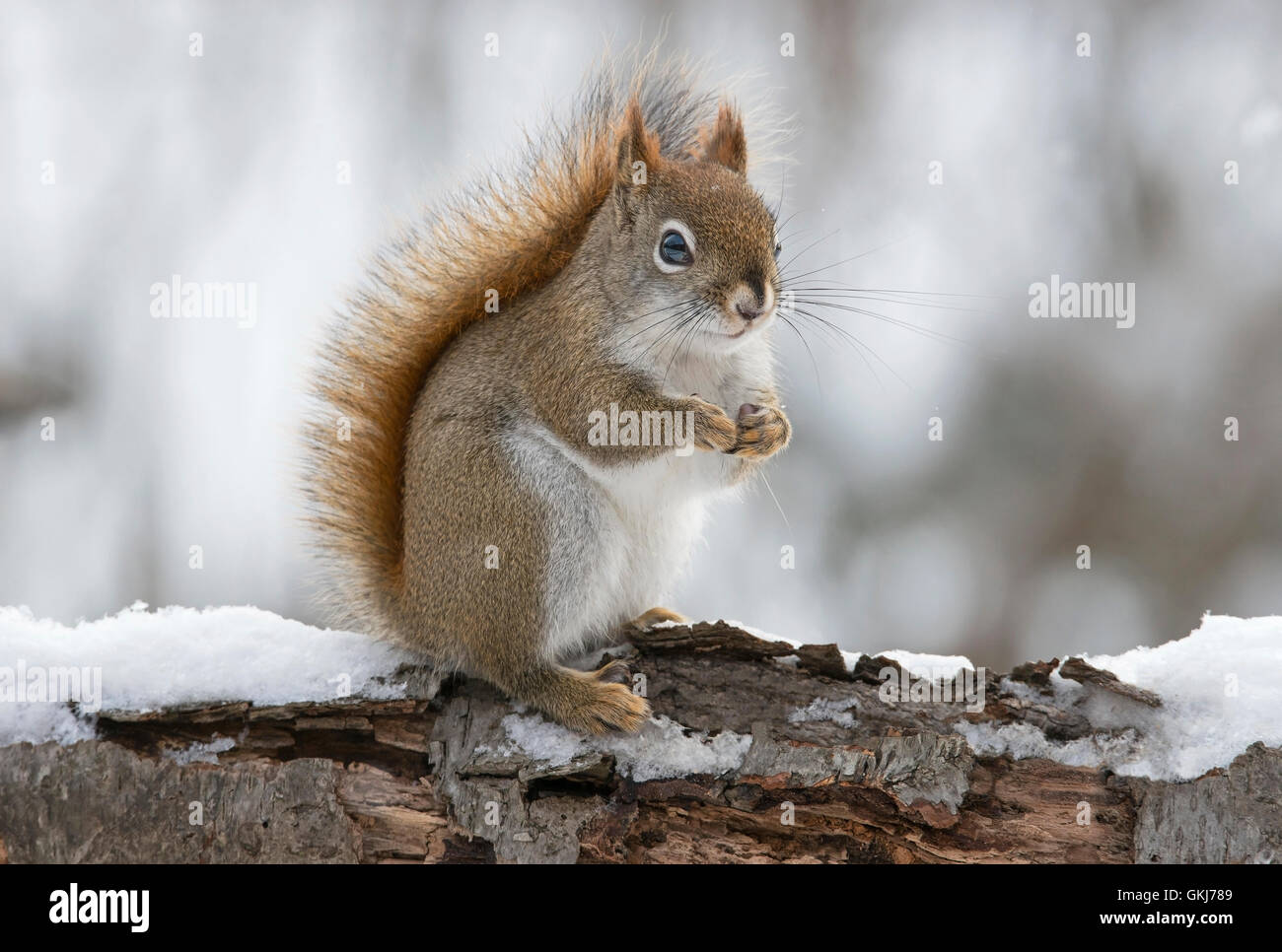 Écureuil roux de l'est à la recherche de nourriture (Tamiasciurus ou Sciurus hudsonicus), hiver, E Amérique du Nord, par Skip Moody/Dembinsky photo Assoc Banque D'Images