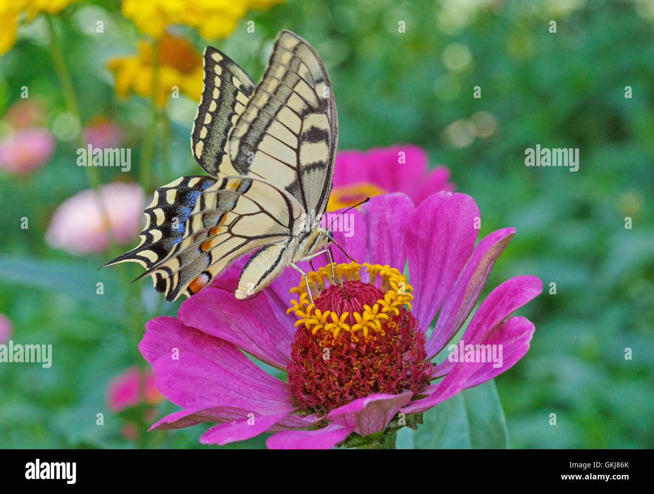 Papilio Machaon papillon sur fleur violette zinnia Banque D'Images