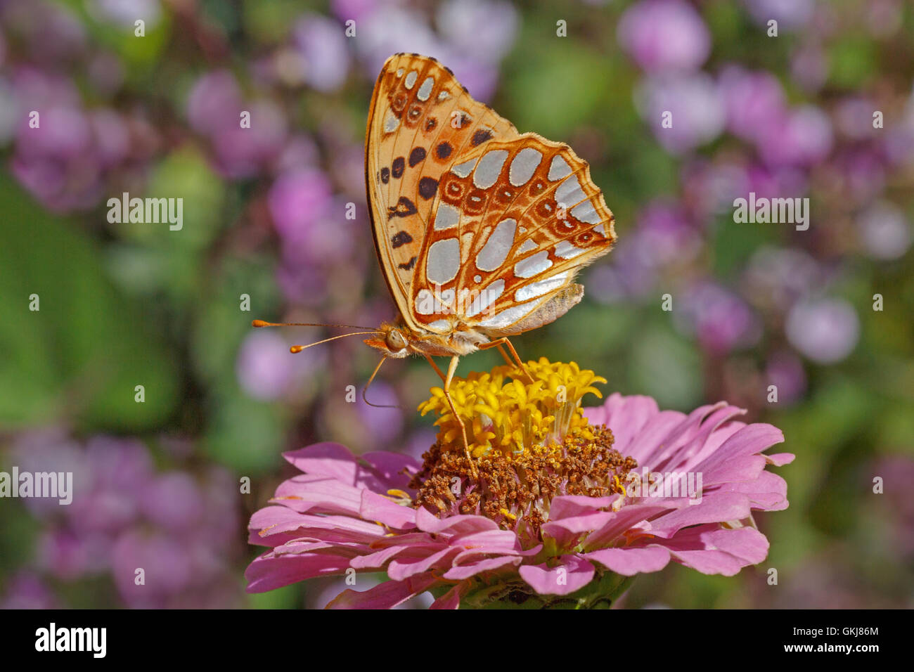 High brown fritillary papillon sur fleur zinnia Banque D'Images