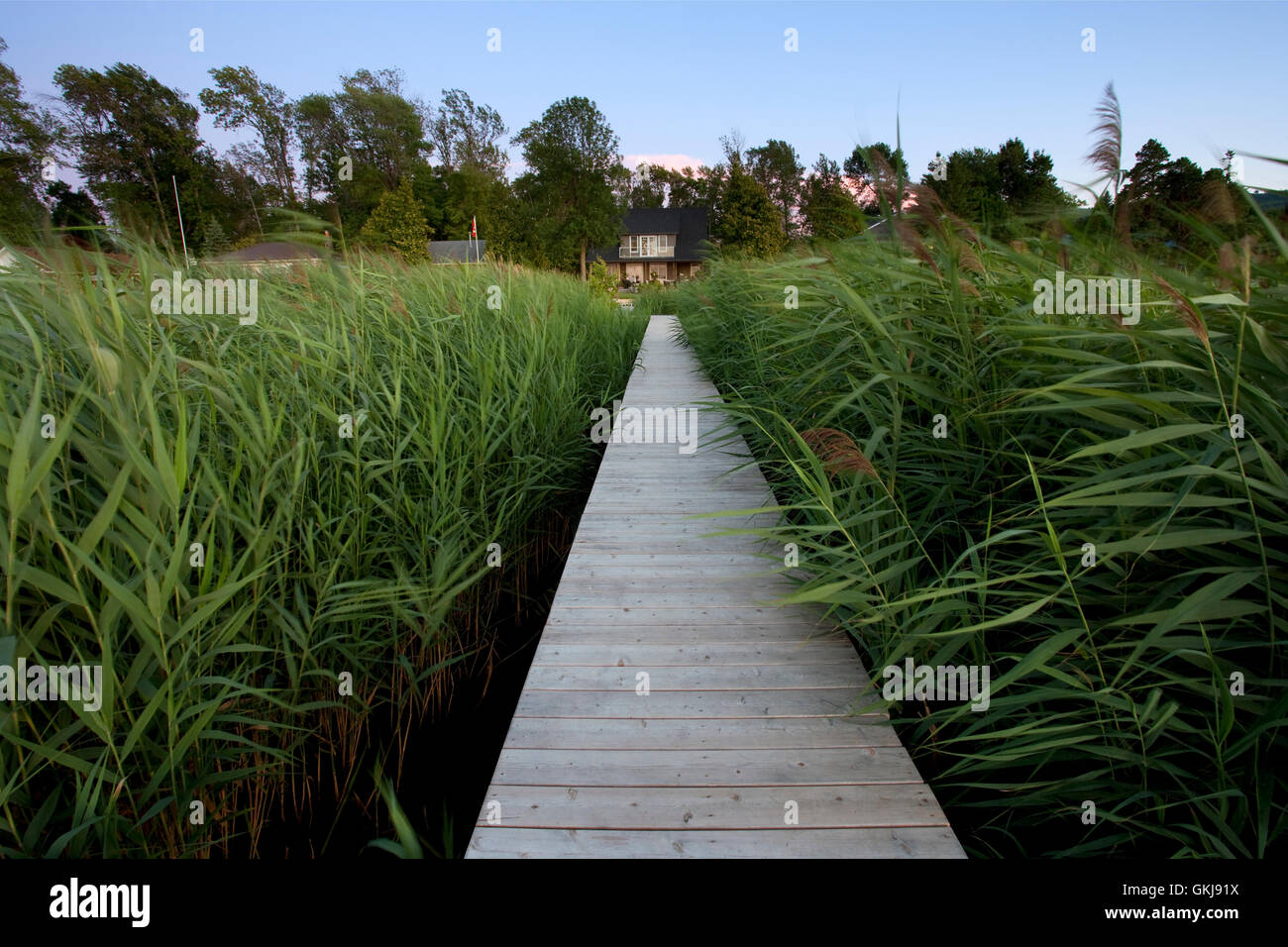 Promenade en bois avec reed invasive Phragmites australis, Amérique, Canada, Ontario, la baie Georgienne, la baie Nottawasaga Banque D'Images