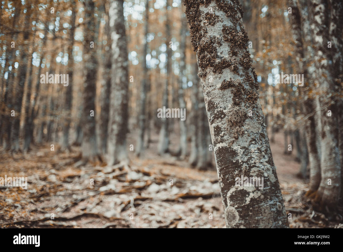 Tronc de hêtre fascinant close up avec out of focus automne forêt en arrière-plan Banque D'Images