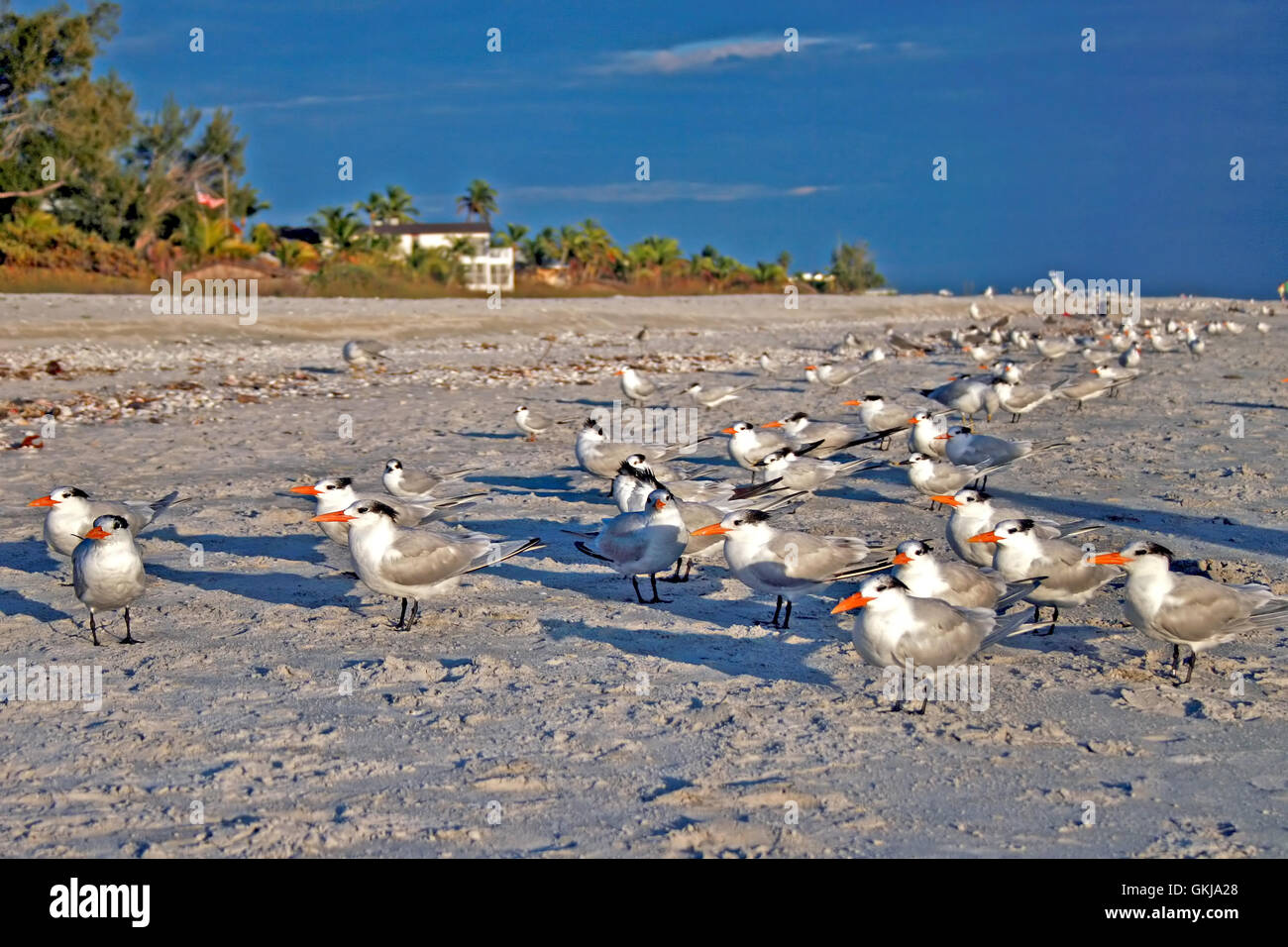 Un groupe d'oiseaux debout sur une plage. Banque D'Images