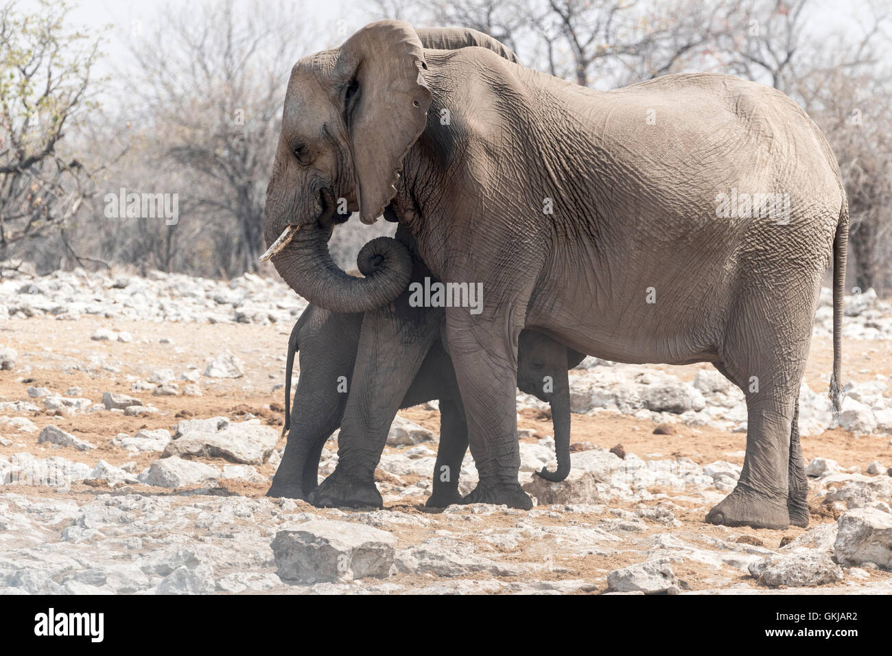 L'éléphant d'Afrique avec jeune veau, Etosha National Park, Namibie Banque D'Images