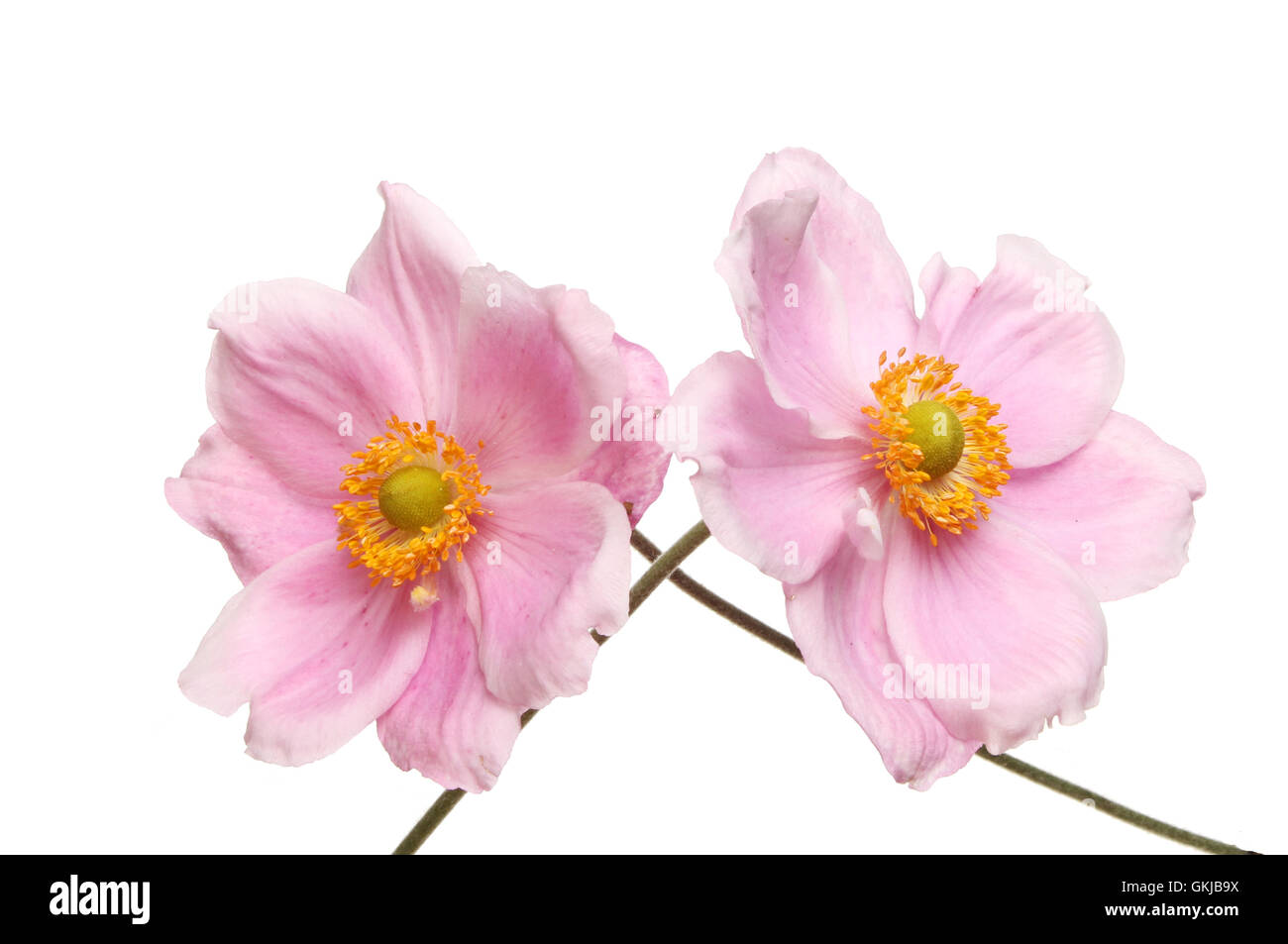 Deux japonais fleurs Anémone isolés contre white Banque D'Images