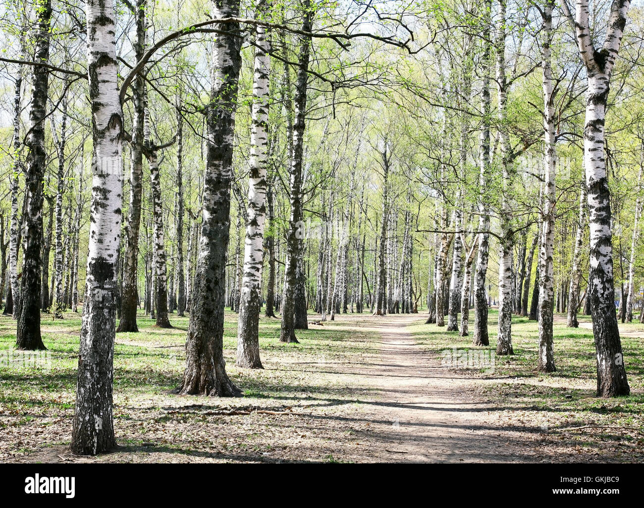 Premier Printemps feuilles vertes sur birch alley Banque D'Images