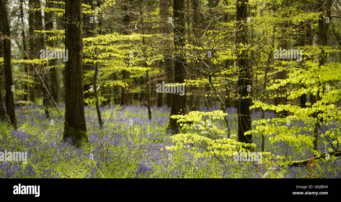 Jacinthe des bois Banque D'Images