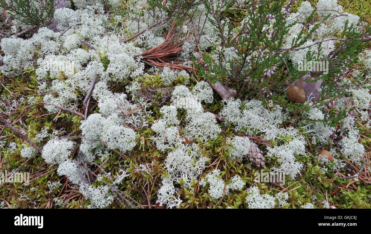 Cladonie Cladonia rangiferina dans le parc national de Lahemaa, Estonie. Également connu sous le lichen des rennes. Photo Tony Gale Banque D'Images