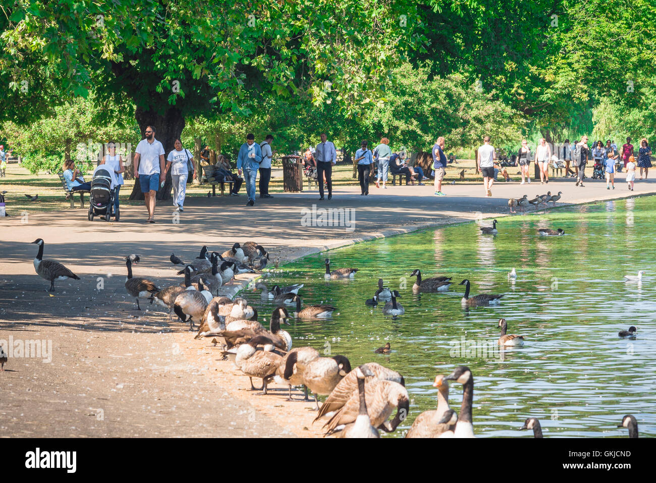 Le lac de Londres de l'été, les touristes marcher à côté du lac de plaisance de Regent's Park par un après-midi d'été, Londres, Royaume-Uni. Banque D'Images