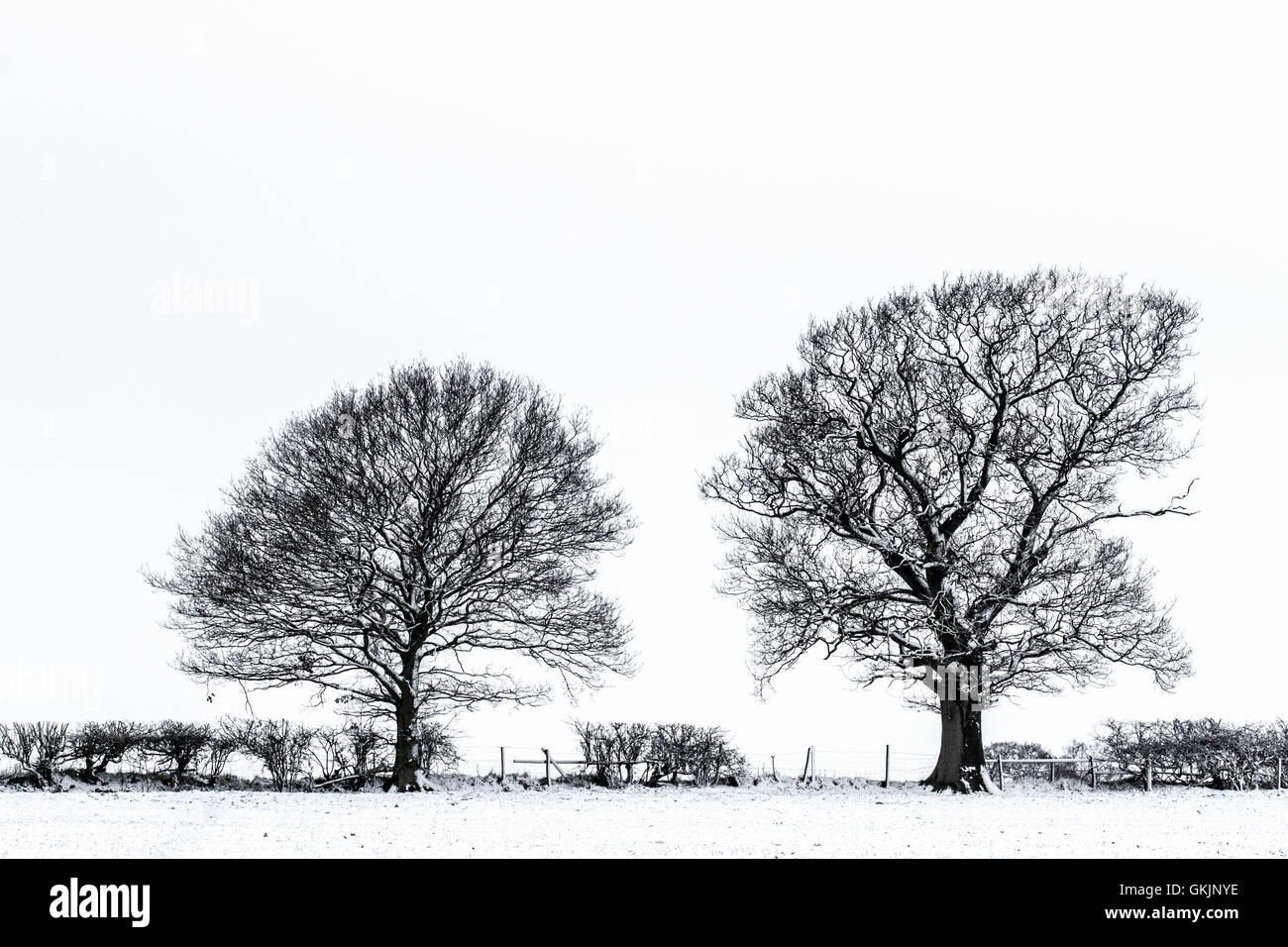 Arbres d'hiver sur un matin neigeux. Banque D'Images