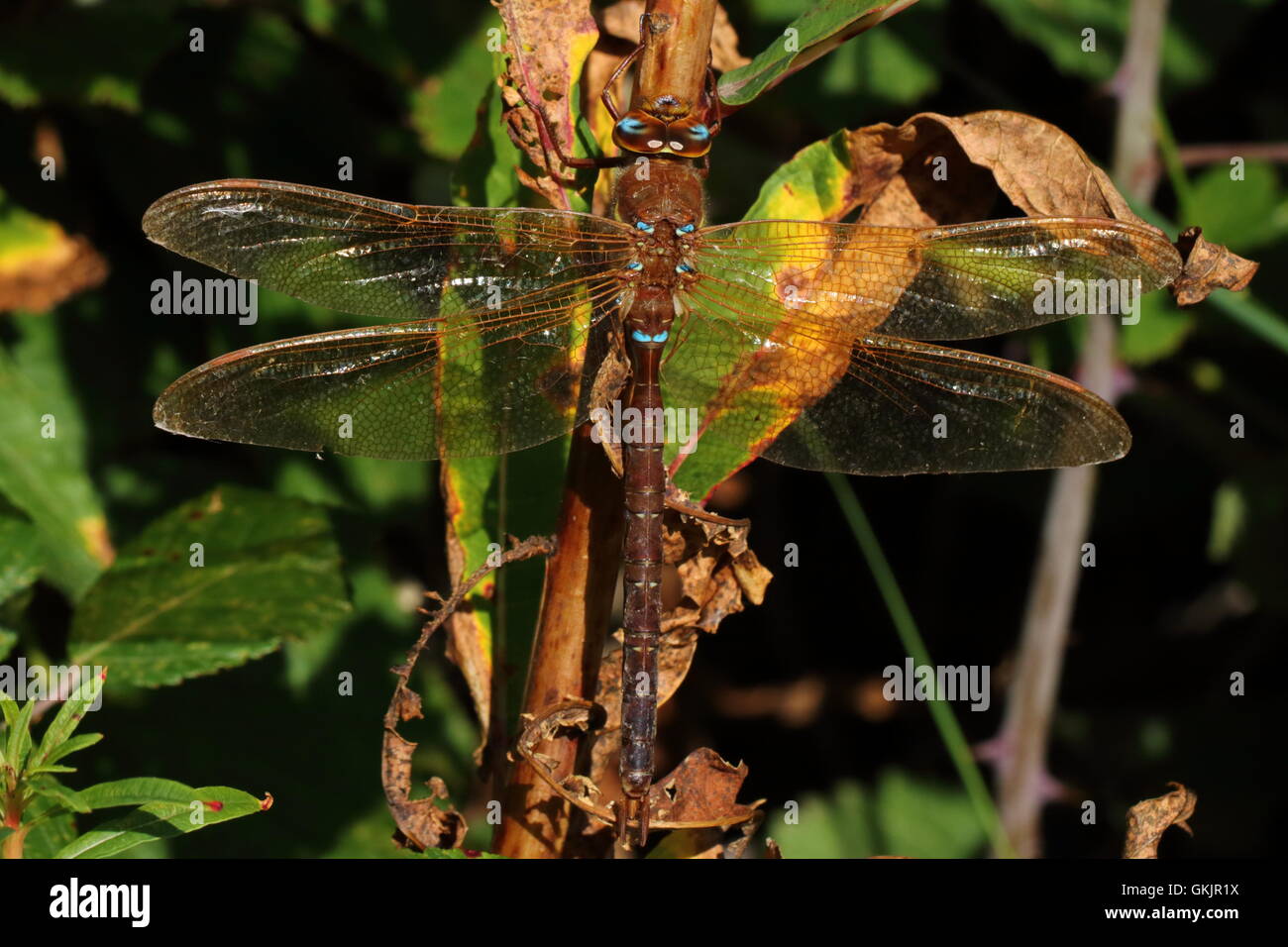 Mâle Brown Hawker Dragonfly Banque D'Images