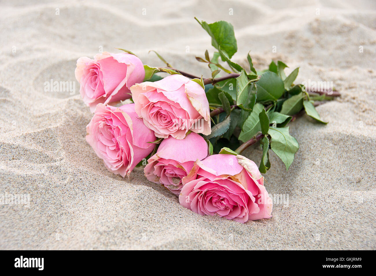 Roses roses dans le sable de la plage. Banque D'Images