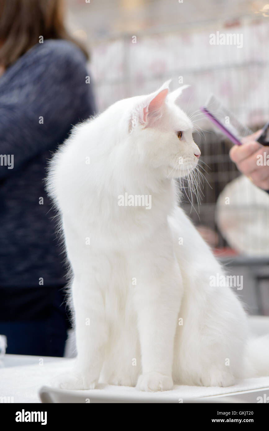 Un joli chat blanc au cours de comb Banque D'Images